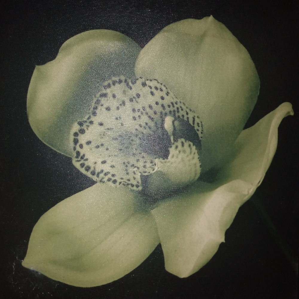 Set of Four flower pictures